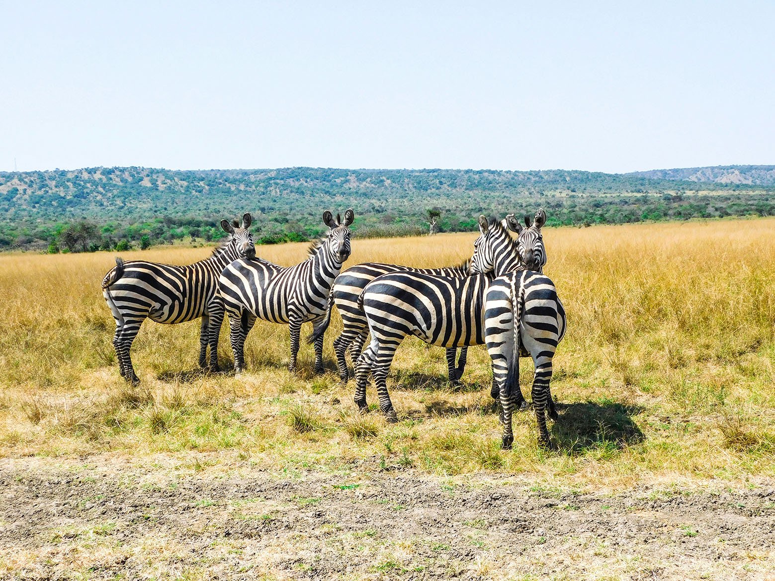 zebras-kigali